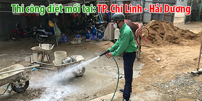 Diệt mối tại Hải Dương