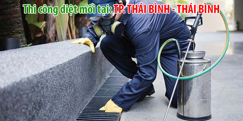 Diệt mối tại Thái Bình