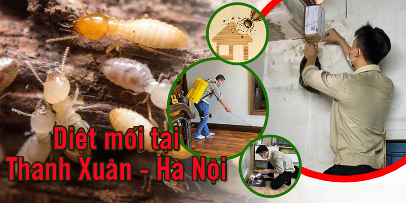 Diệt mối tại Hà Nội Uy Tín