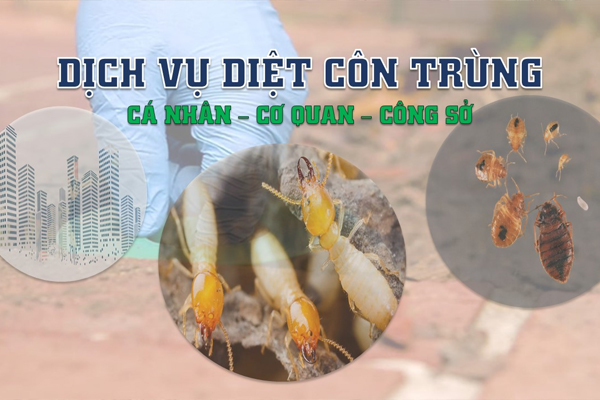 Dịch vụ diệt mọt